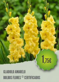 Gladiolo Amarelo