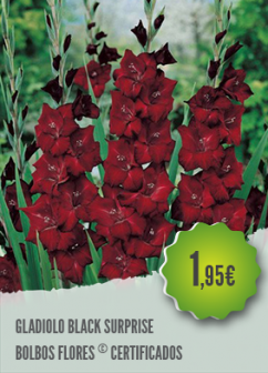 Gladiolo Black Surprise