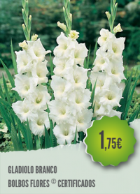 Gladiolo Branco