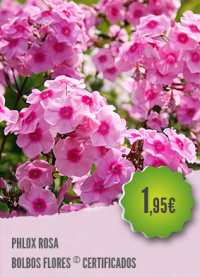 Phlox Rosa