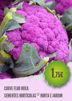 Couve Flor Roxa