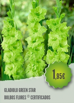 Gladiolo Green Star
