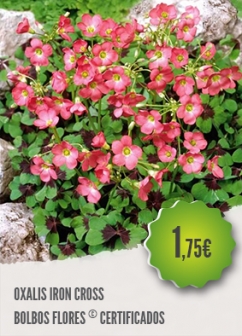 Oxalis Iron Cross