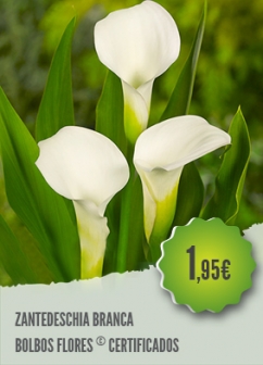 Zantedeschia Branca