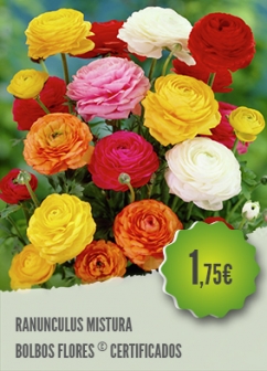 Ranunculus