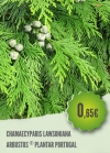 Chamaecyparis Lawsoniana