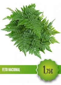 Feto Nacional