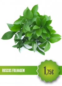 Ruscus