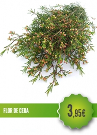 Flor de Cera