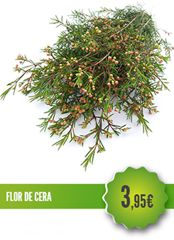 Flor de Cera