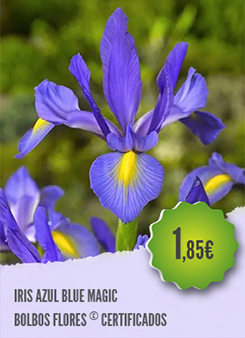Iris Azul