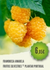 Framboesa Amarela