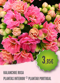 Kalanchoe Rosa