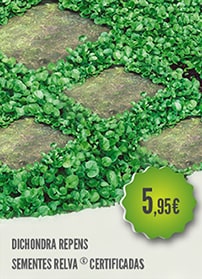 Dichondra Repens
