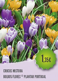 Crocus