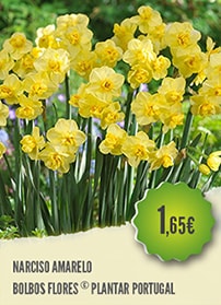 Narciso Amarelo