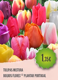 Tulipas