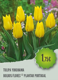 Tulipa Yokohama