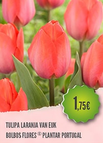 Tulipa Laranja