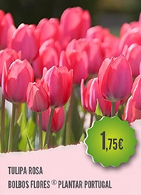 Tulipa Rosa