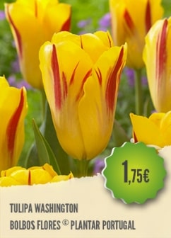 Tulipa Washington