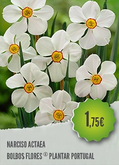 Narciso Actaea