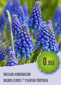 Muscari