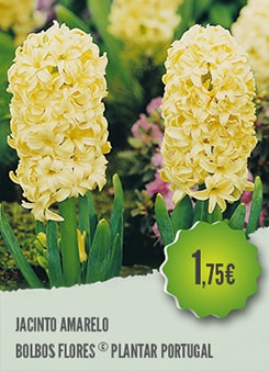 Jacinto Amarelo