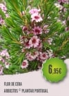 Flor de Cera
