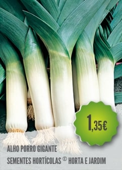 Alho Porro Gigante