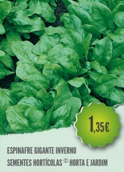 Espinafre Gigante Inverno