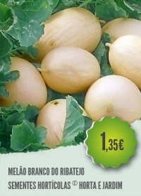 Melão Branco Ribatejo