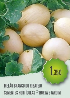 Melão Branco Ribatejo