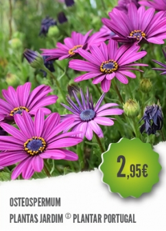 Osteospermum