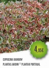 Coprosma