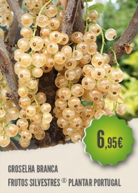 Groselha Branca