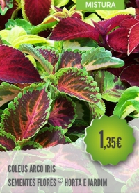 Coleus Arco Iris