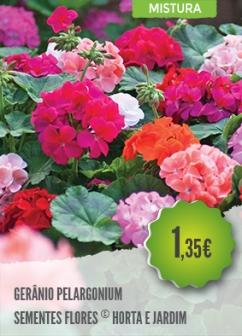 Gerânio Pelargonium