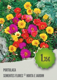 Portulaca