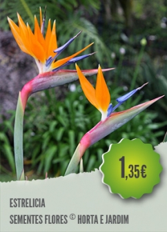 Strelitzia