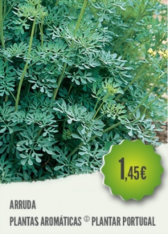 Arruda
