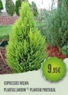 Cupressus Macrocarpa