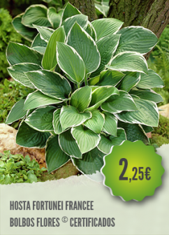 Hosta Francee Hosta Francee