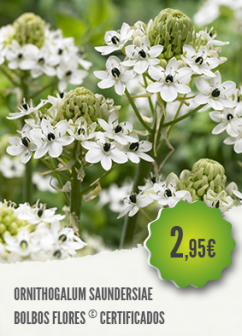 Ornithogalum Ornithogalum