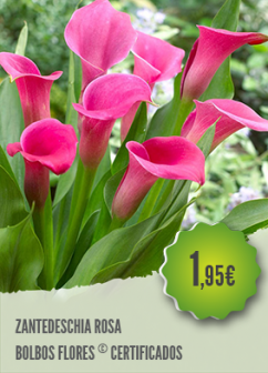 Zantedeschia Rosa Zantedeschia Rosa