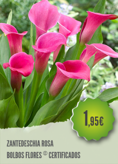 Zantedeschia Rosa