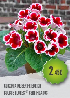 Gloxinia Gloxinia