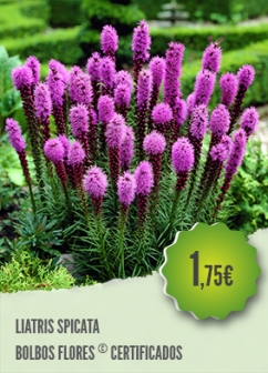 Liatris Spicata