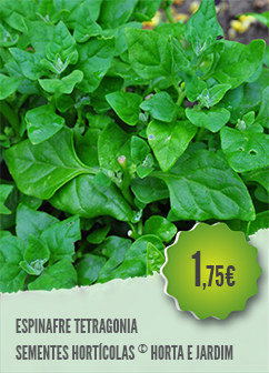 Espinafre Tetragonia Espinafre Tetragonia