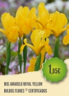 Iris Amarelo